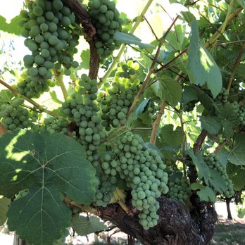 Husch Vineyards - Wineries Near Me - Philo, California
