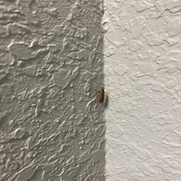 This cockroach ran over my girlfriends overnight bag