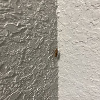 La Quinta by Wyndham Mobile - Tillman's Corner - This cockroach ran over my girlfriends overnight bag - Hotels Near Me - Mobile, Alabama