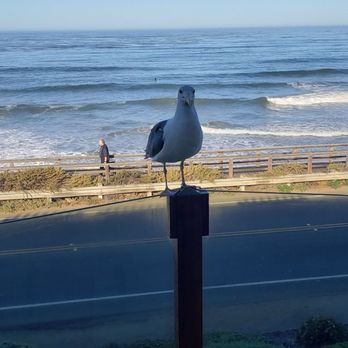 Moonstone Landing - Wifes new pet, Fred. - Hotels Near Me - Cambria, California