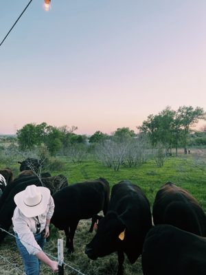 RANGER CATTLE by null