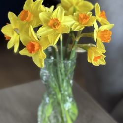The Fresh Market - Daffodils