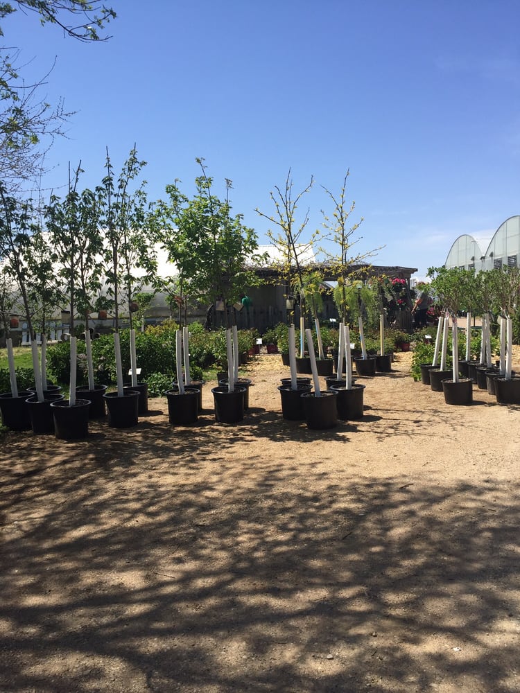 THISTLE DOWN NURSERY Updated October 2024 3045 Rolf Ave, Lake View