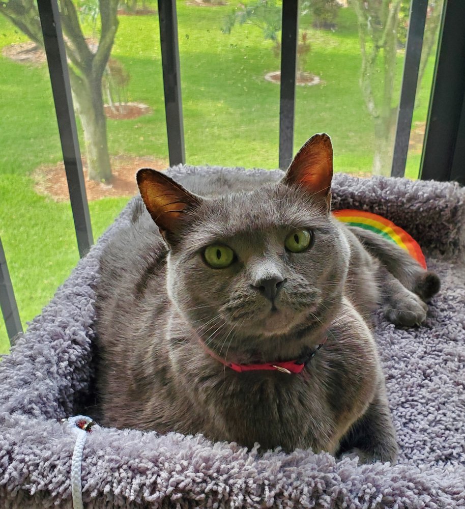 A BEST FRIEND PET SITTING 16 Photos Delray Beach, Florida Pet