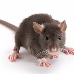 Integrated Pest Management - Roaches, Rodents, Ants, Termites, Spiders, Snakes, Squirrels, Racoons, Fire Ants, & Other Common Pest.