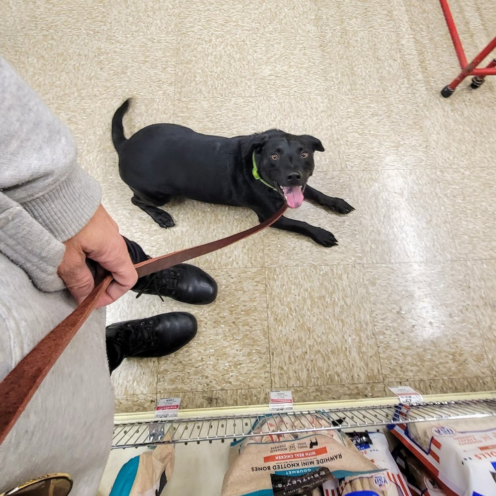 Clover Canine - At Petco picking up treats- Ozzy was amazing didn't bark or pull! - Pet Training Near Me - Phoenix, Arizona Clover Canine - At Petco picking up treats- Ozzy was amazing didn't bark or pull! - Pet Training Near Me - Phoenix, Arizona