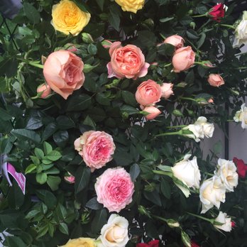 Trader Joe's - Roses in bloom outside the store - Grocery Near Me - Jacksonville Beach, Florida