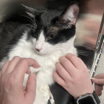Veterinary Emergency Group - In treatment. - Emergency Pet Hospital Near Me - Phoenix, Arizona Veterinary Emergency Group - In treatment. - Emergency Pet Hospital Near Me - Phoenix, Arizona