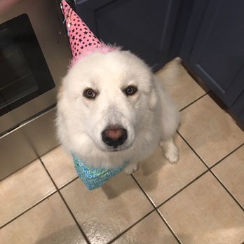 Planet Pet Spa - Pet Groomers Near Me - San Antonio, Texas Planet Pet Spa - Pet Groomers Near Me - San Antonio, Texas