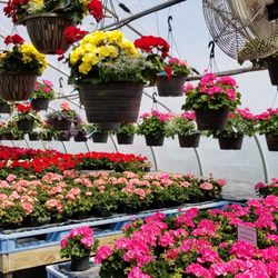 Valley View Nursery - 2 of 3 greenhouses
