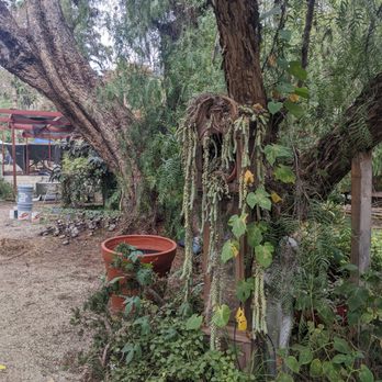 Buena Creek Gardens - Nurseries & Gardening Near Me - San Marcos, California Buena Creek Gardens - Nurseries & Gardening Near Me - San Marcos, California