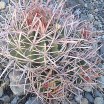 La Madre Mountain Wilderness - Hiking Near Me - Las Vegas, Nevada