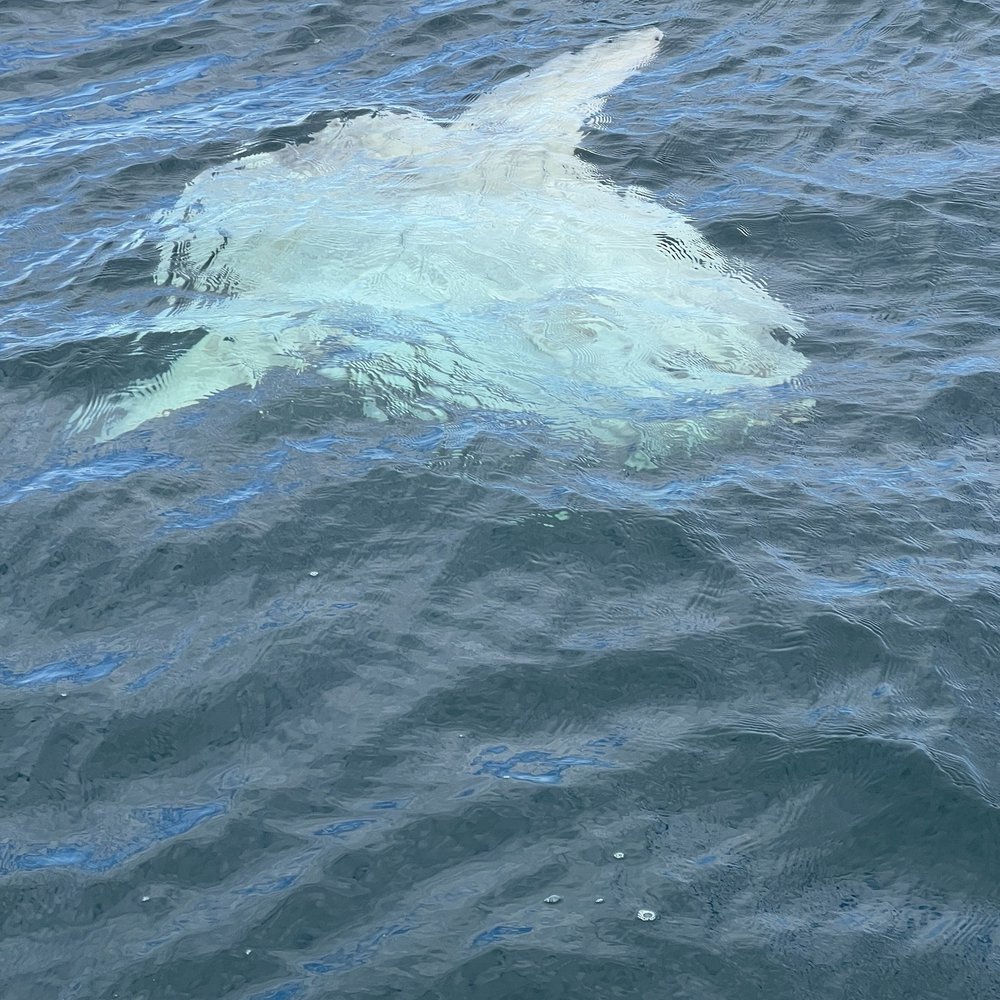 Pacific Marine Charters - Sun fish - Boat Charters Near Me - Oceanside, California Pacific Marine Charters - Sun fish - Boat Charters Near Me - Oceanside, California