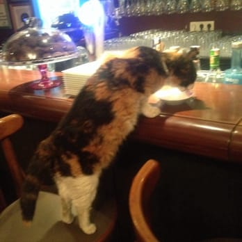 Kaktüs Kahvesi - One of several cats who get bar service - Coffee & Tea Near Me - Istanbul, 34