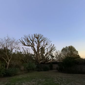 Lopez Tree Service - Before & after - Tree Services Near Me Lopez Tree Service - Before & after - Tree Services Near Me