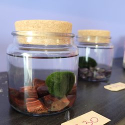 Amanda Bee’s Floral Designs - Moss Amigo (the new "pet rock")
