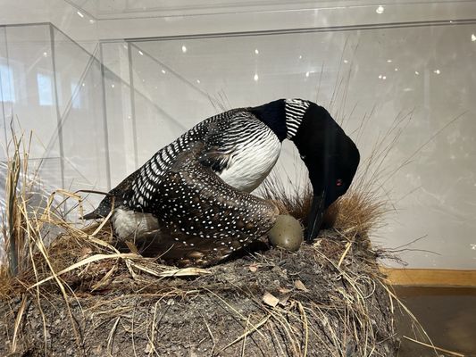 George B. Dorr Museum of Natural History by null