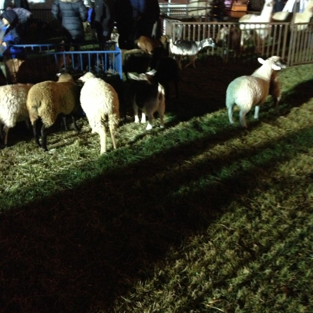 Columbus Commons - petting zoo during holiday fair - Parks Near Me - Columbus, Ohio Columbus Commons - petting zoo during holiday fair - Parks Near Me - Columbus, Ohio