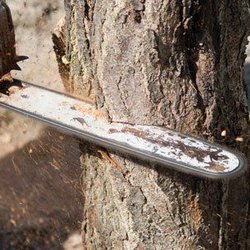 Rich Ley & Company Tree Service