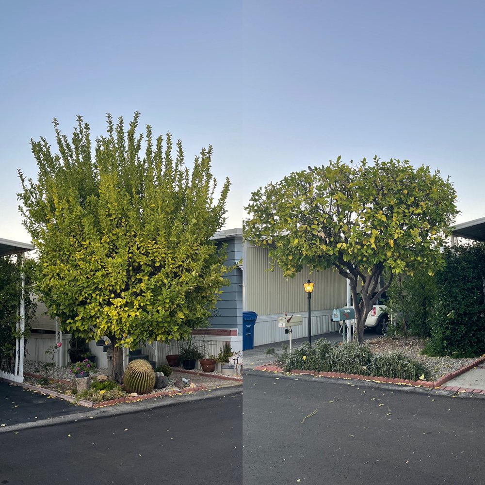 Rodriguez Tree Service - tree service in Los Angeles, CA