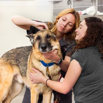 VEG ER for Pets - VEG ER triage with customer and dog - Emergency Pet Hospital Near Me - Flower Mound, Texas VEG ER for Pets - VEG ER triage with customer and dog - Emergency Pet Hospital Near Me - Flower Mound, Texas