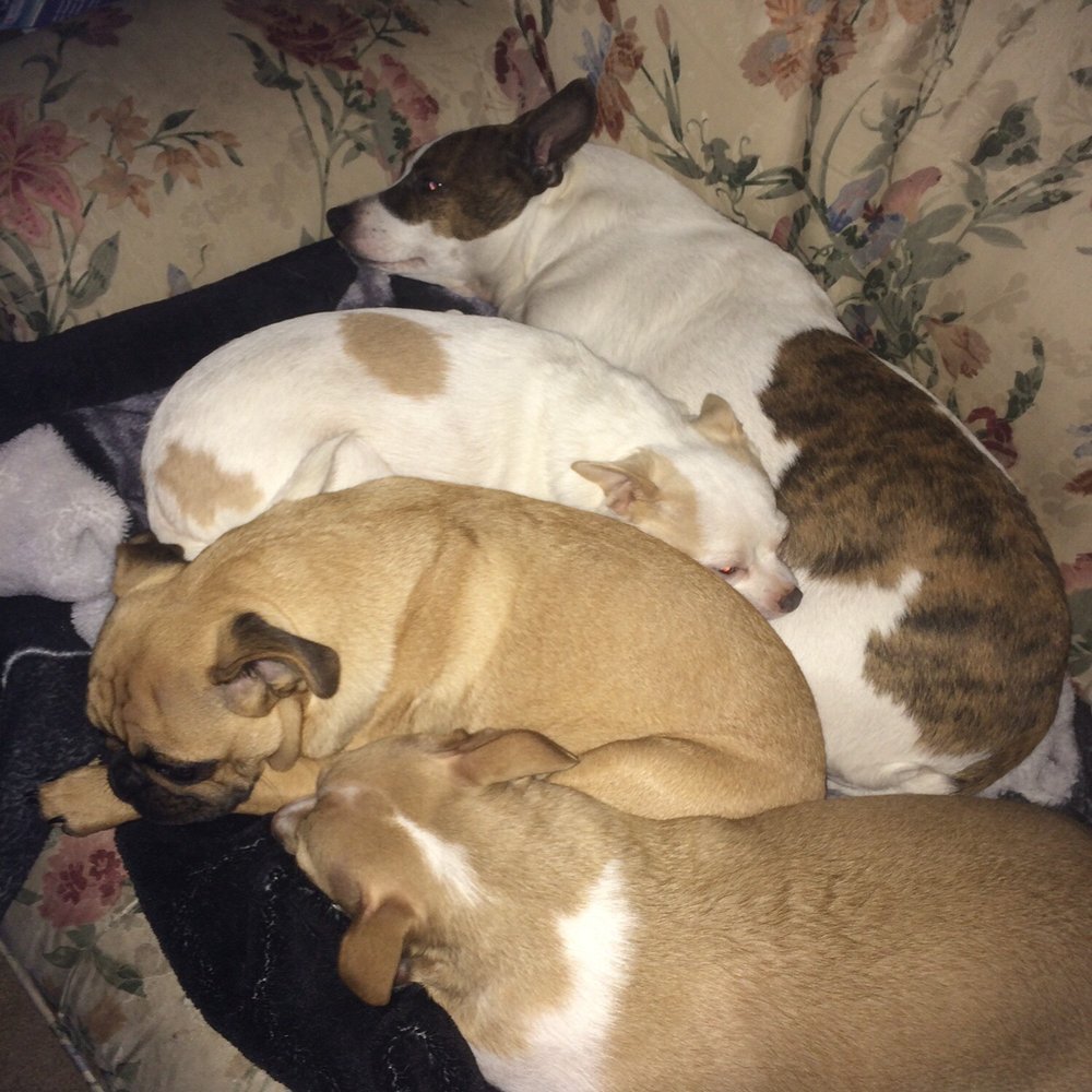 La Plaza Veterinary Clinic - All 4 of our babies - Veterinarians Near Me - Cotati, California La Plaza Veterinary Clinic - All 4 of our babies - Veterinarians Near Me - Cotati, California