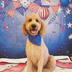 PetMan Grooming