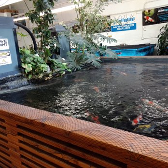 Inland Koi - pond display - Pet Stores Near Me - Fountain Valley, California