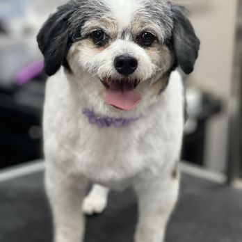 Cutie Paws Grooming - Pet Groomers Near Me - Riverside, California Cutie Paws Grooming - Pet Groomers Near Me - Riverside, California