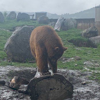 Montana Grizzly Encounter - Meet Max, born on Unimak Island on the Alaskan Peninsula in 2019. He was rescued after he was orphaned and now this is his home - Amusement Parks Near Me - Bozeman, Montana Montana Grizzly Encounter - Meet Max, born on Unimak Island on the Alaskan Peninsula in 2019. He was rescued after he was orphaned and now this is his home - Amusement Parks Near Me - Bozeman, Montana