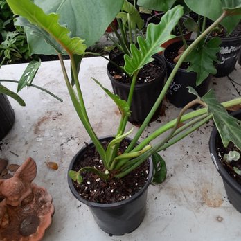 Feger's Nursery - Xanadu philodendron - Nurseries & Gardening Near Me - New Port Richey, Florida Feger's Nursery - Xanadu philodendron - Nurseries & Gardening Near Me - New Port Richey, Florida