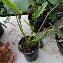 Feger's Nursery - Xanadu philodendron