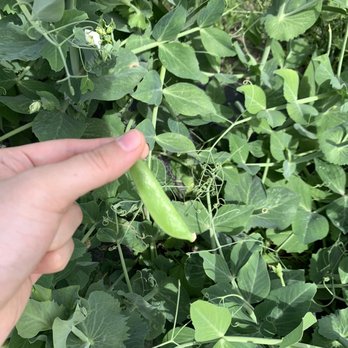 Bailey Family Farm - Snap peas - Pick Your Own Farms Near Me - Snohomish, Washington