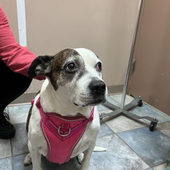 Four Corners Veterinary Practice - Veterinarians Near Me - Staten Island, New York Four Corners Veterinary Practice - Veterinarians Near Me - Staten Island, New York