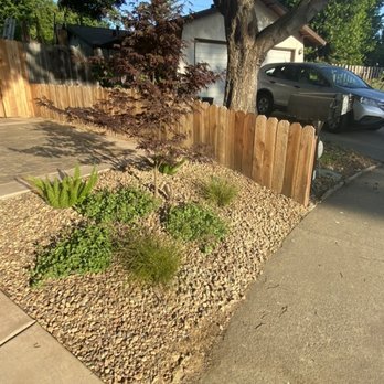 Dr Earth - Japanese Maple at the edge of the driveway with a light.  Beautiful edge to the property. - Vacaville, California