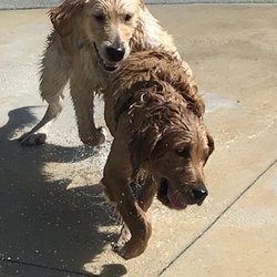 Woofing Waters Dog Park - Our puppy Sophie (the darker Golden) made a new friend named Bentley.