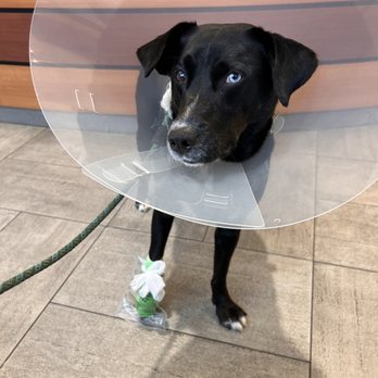 VEG ER for Pets - Emergency Pet Hospital Near Me - Washington, DC, District of Columbia