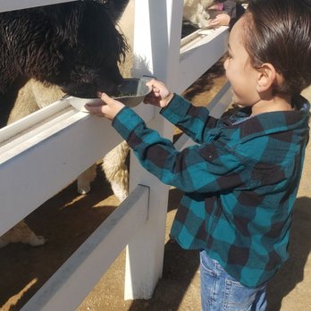 The Alpaca Hacienda - Fun feeding the alpaca - Attraction Farms Near Me - Temecula, California
