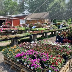 George’s Produce Market - Good prices on baskets, annuals, and perennials.