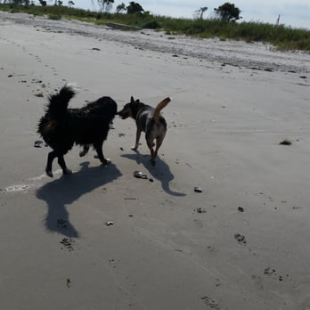 Longport Dog Beach - Clover and Romo loving this day - Beaches Near Me - Somers Point, New Jersey