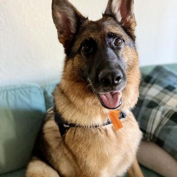 Ironmaya Pet Grooming - Jovie feels pretty after her morning at Ironmaya pet grooming - Pet Groomers Near Me - Diamond Bar, California