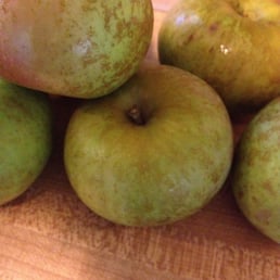 Roxbury Russet Roxbury Russet