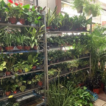 Saifee Hardware & Garden - Plant selection outside - Nurseries & Gardening Near Me - New York, New York