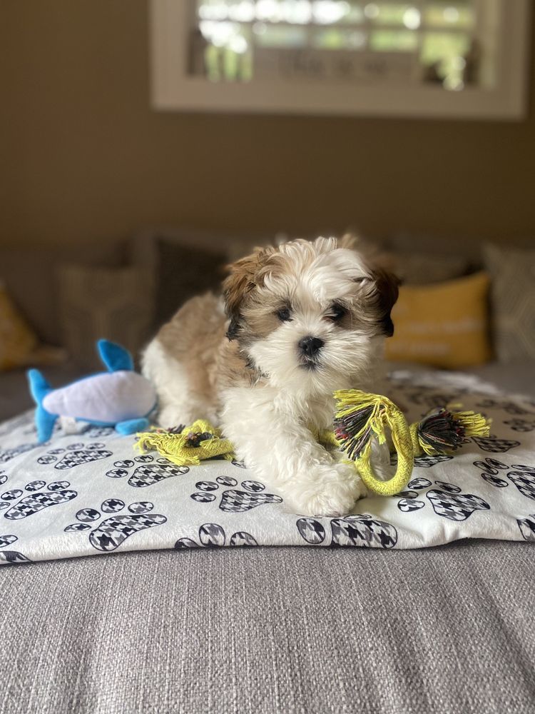 Puppyland Image