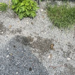 Weehawken Dog Park