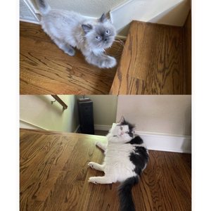 Good Day Pet Sitters on Yelp