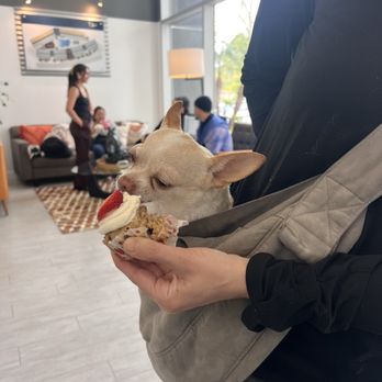 1200 Riverside - Spoiled by Mayra,  a mini strawberry Pup cake  for her Birthday! - Apartments Near Me - Burbank, California
