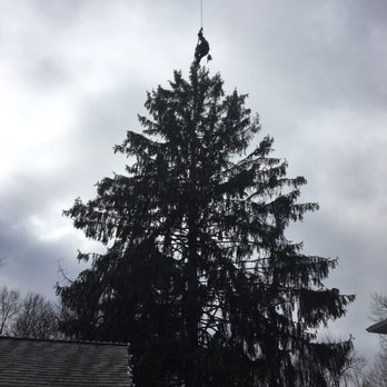 East Coast Tree Experts - Big pine removal - Tree Services Near Me - Boonton, New Jersey East Coast Tree Experts - Big pine removal - Tree Services Near Me - Boonton, New Jersey