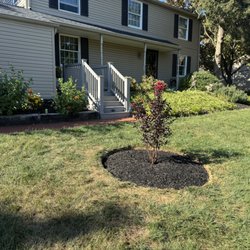 Jay Tree and Landscape