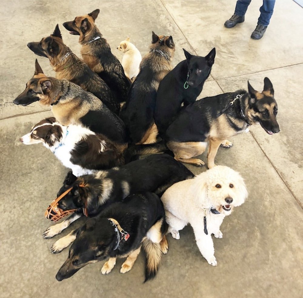 TOPS IN DOG TRAINING KENNEL 11 Photos & 45 Reviews 1460 E Belvidere